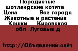 Породистые шотландские котята. › Цена ­ 5 000 - Все города Животные и растения » Кошки   . Кировская обл.,Луговые д.